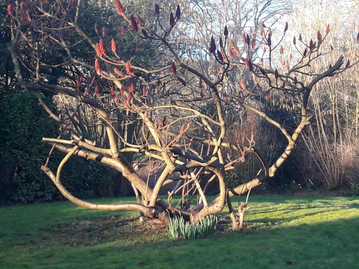 Un Grand Jardin En Ville. Chez Guy Uccle Bagian luar foto